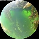 ./images/calvert/underwater/20260715/underwater20260715_095501M.jpg