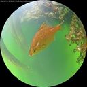 ./images/calvert/underwater/20260715/underwater20260715_181001M.jpg