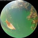 ./images/calvert/underwater/20260715/underwater20260715_200501M.jpg