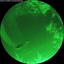 ./images/calvert/underwater/20260716/underwater20260716_050001M.jpg