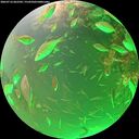 ./images/calvert/underwater/20260716/underwater20260716_062502M.jpg