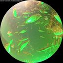 ./images/calvert/underwater/20260716/underwater20260716_070001M.jpg