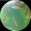 ./images/calvert/underwater/20260716/underwater20260716_094002M.jpg