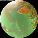 ./images/calvert/underwater/20260716/underwater20260716_105501M.jpg