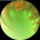 ./images/calvert/underwater/20260716/underwater20260716_142501M.jpg