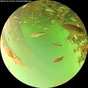 ./images/calvert/underwater/20260716/underwater20260716_171502M.jpg
