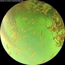 ./images/calvert/underwater/20260716/underwater20260716_172501M.jpg