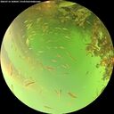 ./images/calvert/underwater/20260716/underwater20260716_180002M.jpg