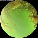 ./images/calvert/underwater/20260716/underwater20260716_182501M.jpg