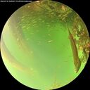 ./images/calvert/underwater/20260716/underwater20260716_183002M.jpg
