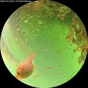 ./images/calvert/underwater/20260716/underwater20260716_183501M.jpg