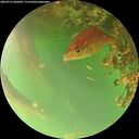 ./images/calvert/underwater/20260716/underwater20260716_202001M.jpg