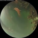 ./images/calvert/underwater/20260716/underwater20260716_215001M.jpg