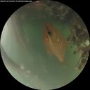 ./images/calvert/underwater/20260716/underwater20260716_215502M.jpg