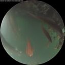 ./images/calvert/underwater/20260716/underwater20260716_220501M.jpg