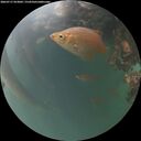 ./images/calvert/underwater/20260717/underwater20260717_053001M.jpg