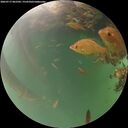 ./images/calvert/underwater/20260717/underwater20260717_062502M.jpg