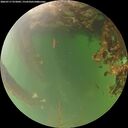 ./images/calvert/underwater/20260717/underwater20260717_072001M.jpg