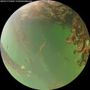 ./images/calvert/underwater/20260717/underwater20260717_073001M.jpg