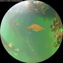 ./images/calvert/underwater/20260717/underwater20260717_115001M.jpg