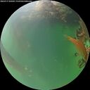 ./images/calvert/underwater/20260717/underwater20260717_202002M.jpg