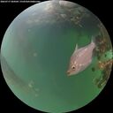 ./images/calvert/underwater/20260717/underwater20260717_204501M.jpg