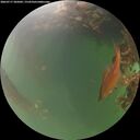 ./images/calvert/underwater/20260717/underwater20260717_205001M.jpg