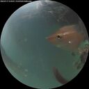 ./images/calvert/underwater/20260717/underwater20260717_214501M.jpg