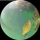 ./images/calvert/underwater/20260718/underwater20260718_071001M.jpg