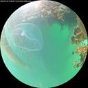 ./images/calvert/underwater/20260718/underwater20260718_154001M.jpg
