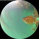 ./images/calvert/underwater/20260718/underwater20260718_185001M.jpg
