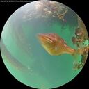 ./images/calvert/underwater/20260718/underwater20260718_203501M.jpg
