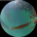 ./images/calvert/underwater/20260718/underwater20260718_212501M.jpg