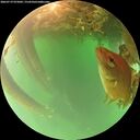 ./images/calvert/underwater/20260719/underwater20260719_075002M.jpg