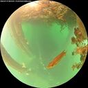 ./images/calvert/underwater/20260719/underwater20260719_085501M.jpg