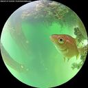 ./images/calvert/underwater/20260719/underwater20260719_132501M.jpg