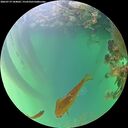 ./images/calvert/underwater/20260719/underwater20260719_184002M.jpg