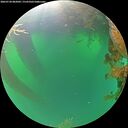 ./images/calvert/underwater/20260720/underwater20260720_082001M.jpg