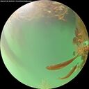 ./images/calvert/underwater/20260720/underwater20260720_202501M.jpg