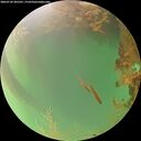 ./images/calvert/underwater/20260720/underwater20260720_205501M.jpg