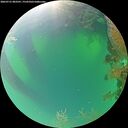 ./images/calvert/underwater/20260721/underwater20260721_083501M.jpg