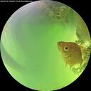 ./images/calvert/underwater/20260722/underwater20260722_143001M.jpg
