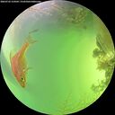 ./images/calvert/underwater/20260722/underwater20260722_154501M.jpg