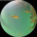 ./images/calvert/underwater/20260723/underwater20260723_074001M.jpg