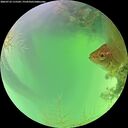 ./images/calvert/underwater/20260723/underwater20260723_115501M.jpg