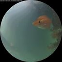 ./images/calvert/underwater/20260725/underwater20260725_054501M.jpg