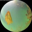 ./images/calvert/underwater/20260725/underwater20260725_143001M.jpg