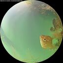 ./images/calvert/underwater/20260725/underwater20260725_164501M.jpg