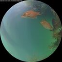 ./images/calvert/underwater/20260725/underwater20260725_211001M.jpg