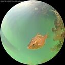 ./images/calvert/underwater/20260726/underwater20260726_090501M.jpg